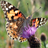 icon for app Butterfly Spotter